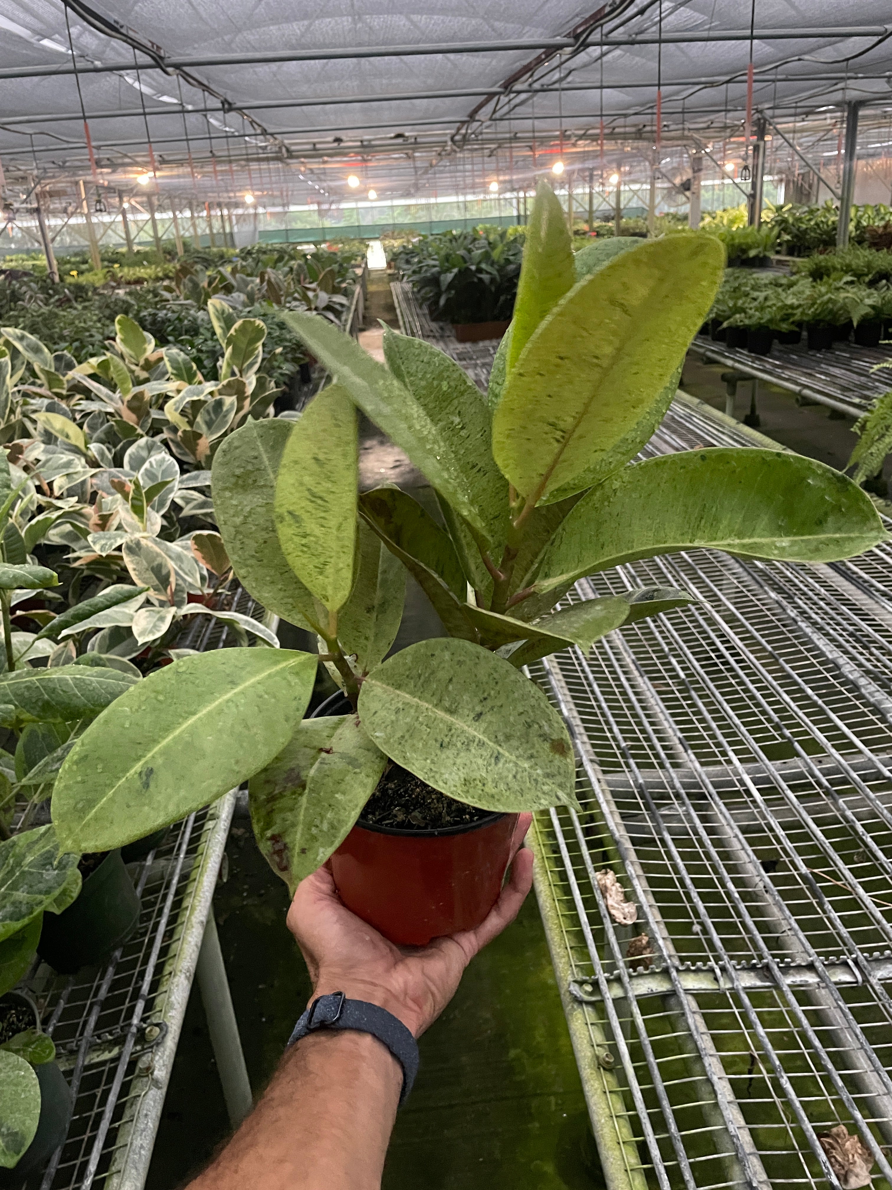 Ficus 'shivereana' (Moonshine) – view 4