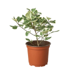 Ficus Elastica 'Triangularis' Variegated – view 4