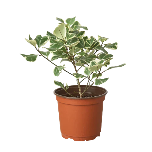 Ficus Elastica 'Triangularis' Variegated – view 4
