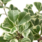 Ficus Elastica 'Triangularis' Variegated – view 2