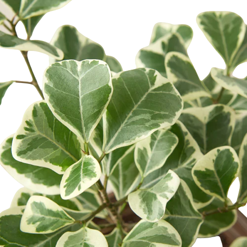 Ficus Elastica 'Triangularis' Variegated – view 2