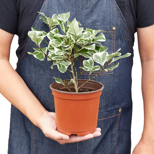Ficus Elastica 'Triangularis' Variegated – view 3
