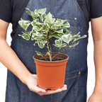 Ficus Elastica 'Triangularis' Variegated – view 3