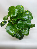 Farfugium Firefly