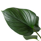 Homalomena 'Emerald Gem' – view 2