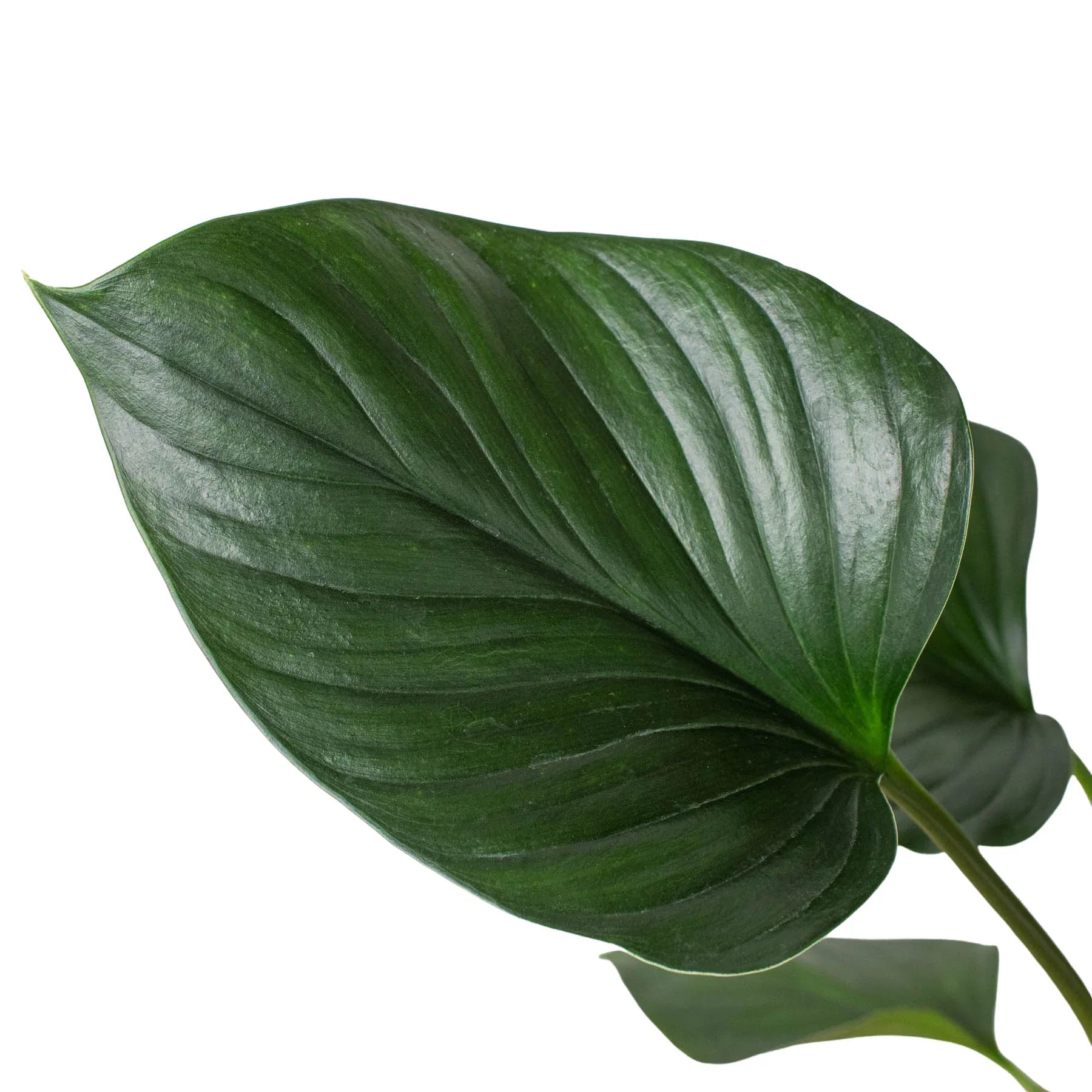 Homalomena 'Emerald Gem' – view 2