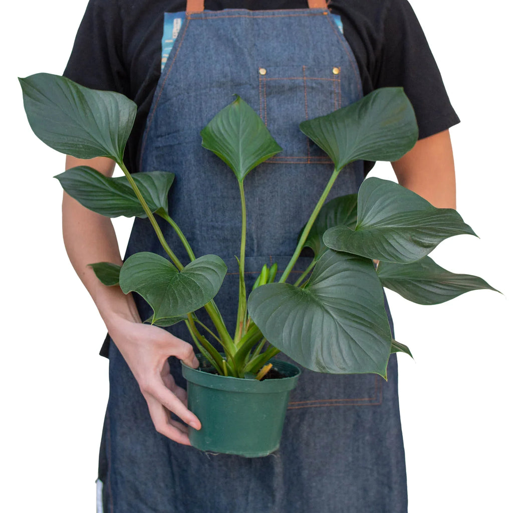 Homalomena 'Emerald Gem' – view 3