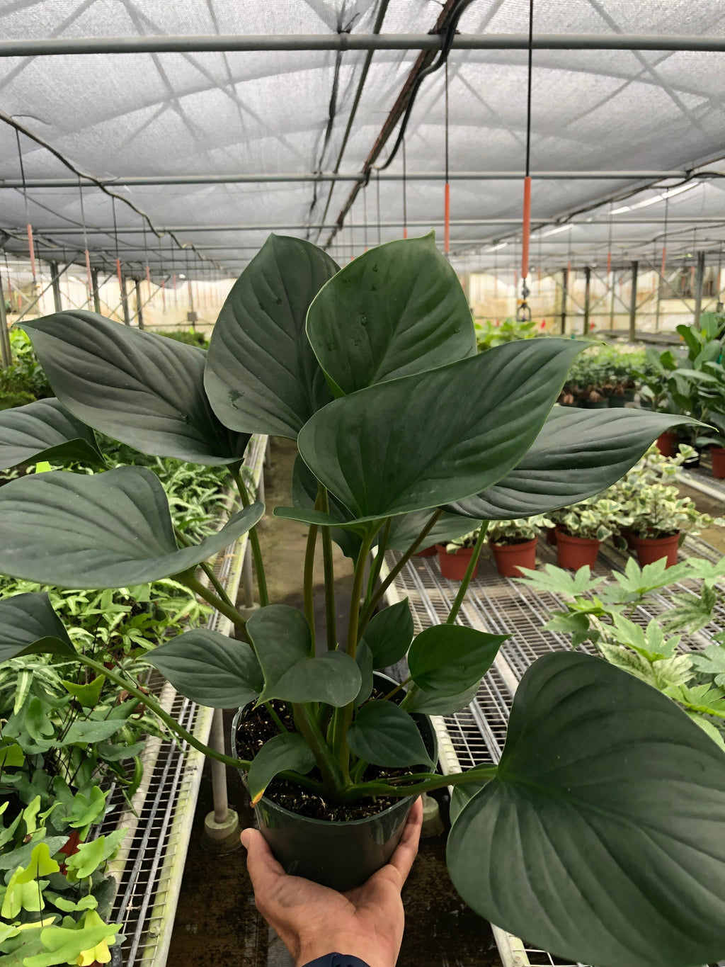 Homalomena 'Emerald Gem' – view 6
