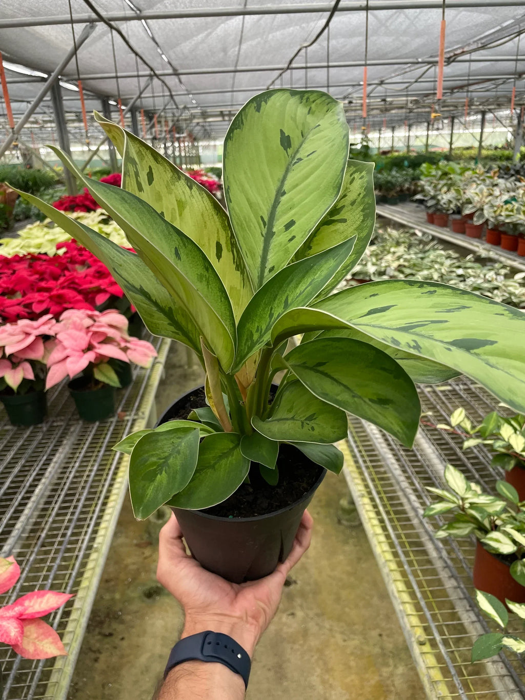 Homalomena 'Selby' – view 5