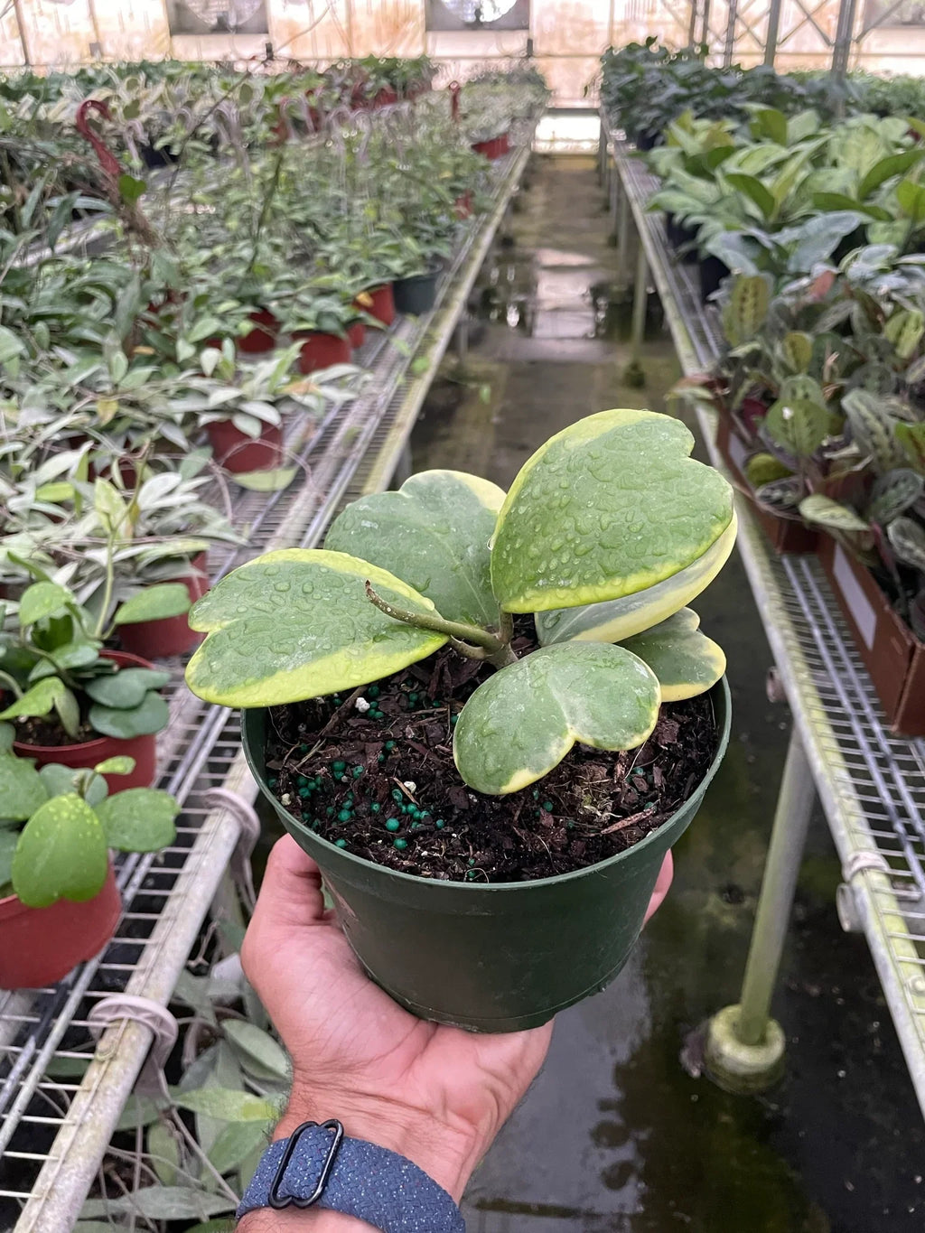 Hoya 'Sweetheart Variegated' – view 6