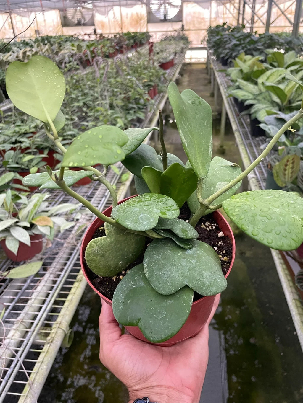 Hoya Sweetheart – view 7