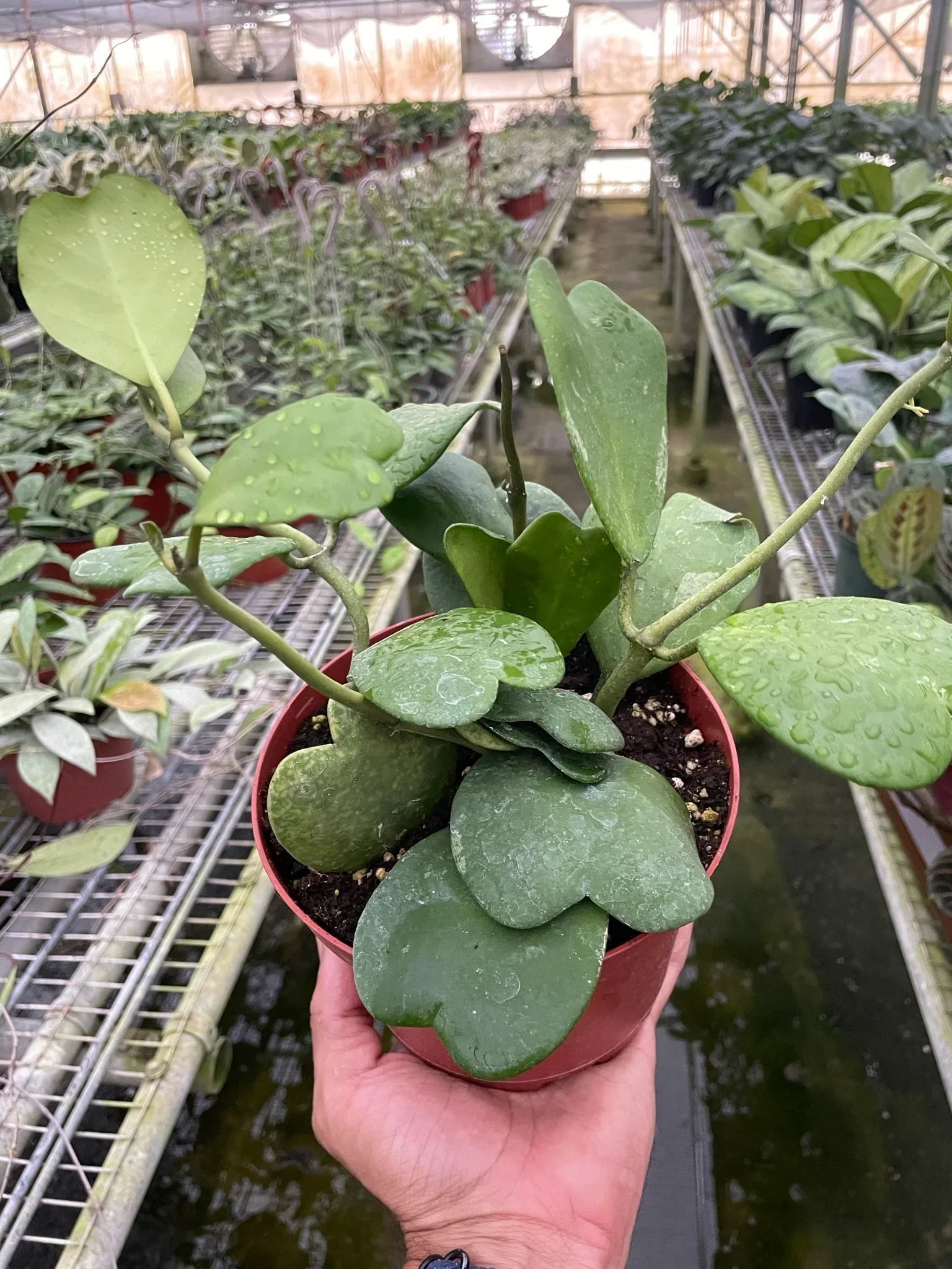 Hoya Sweetheart – view 7