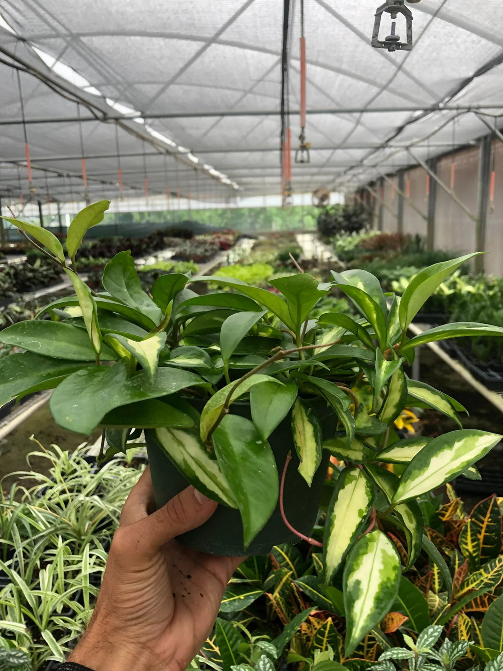 Hoya Carnosa 'Krimson Princess' – view 3