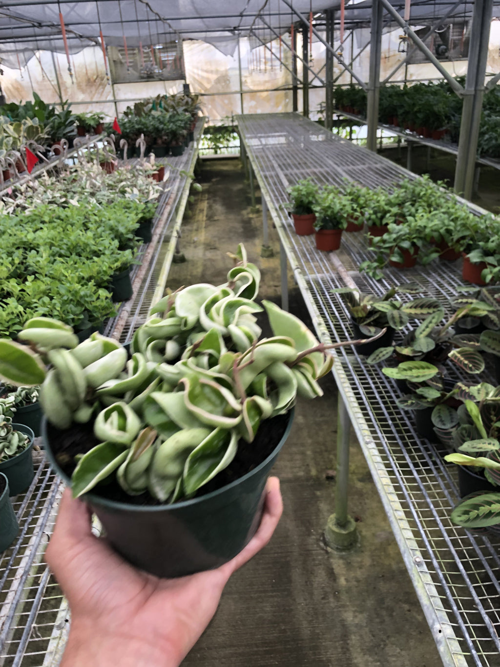 Hoya 'Rope Plant' Variegated – view 5