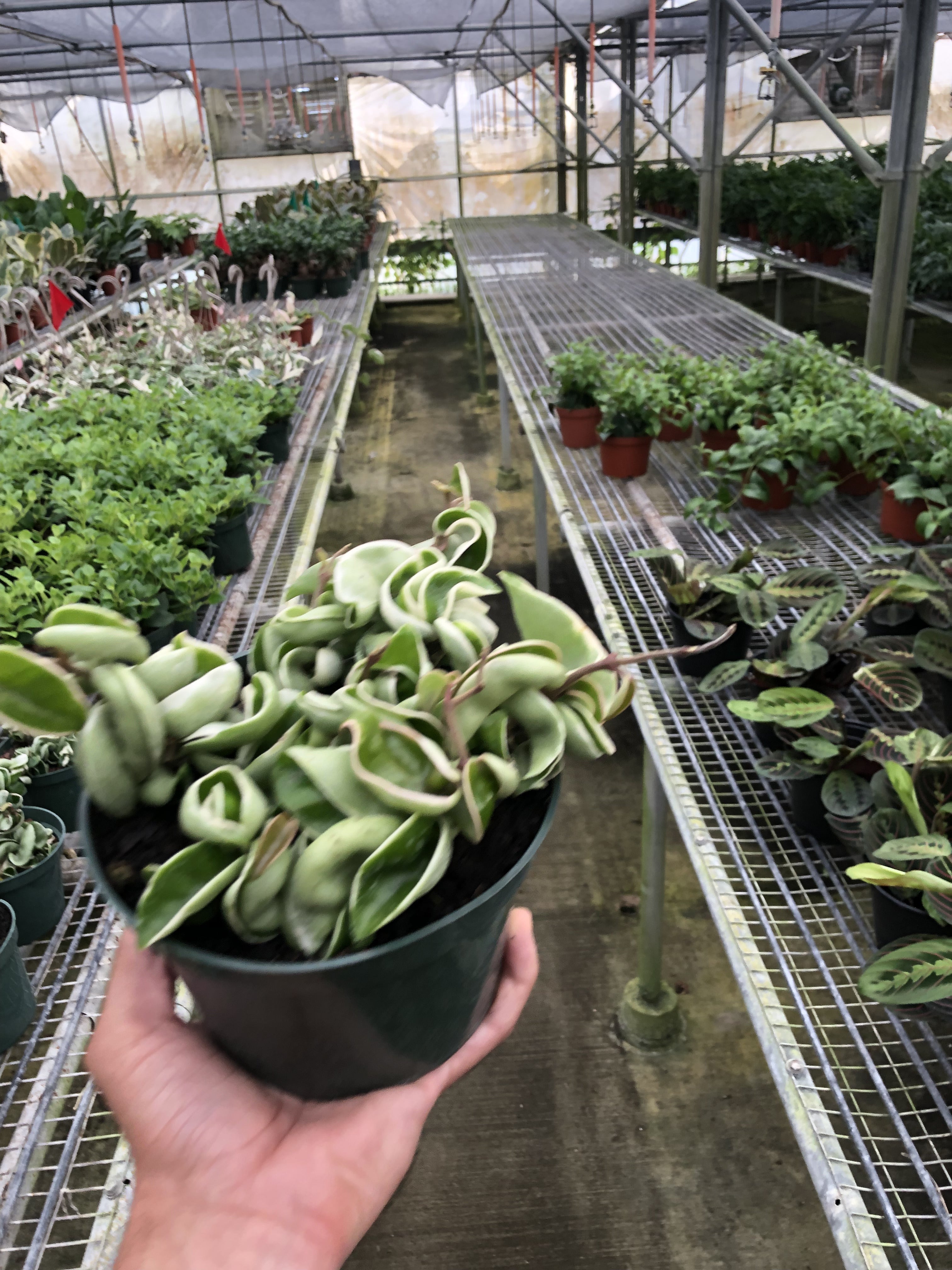Hoya 'Rope Plant' Variegated – view 5