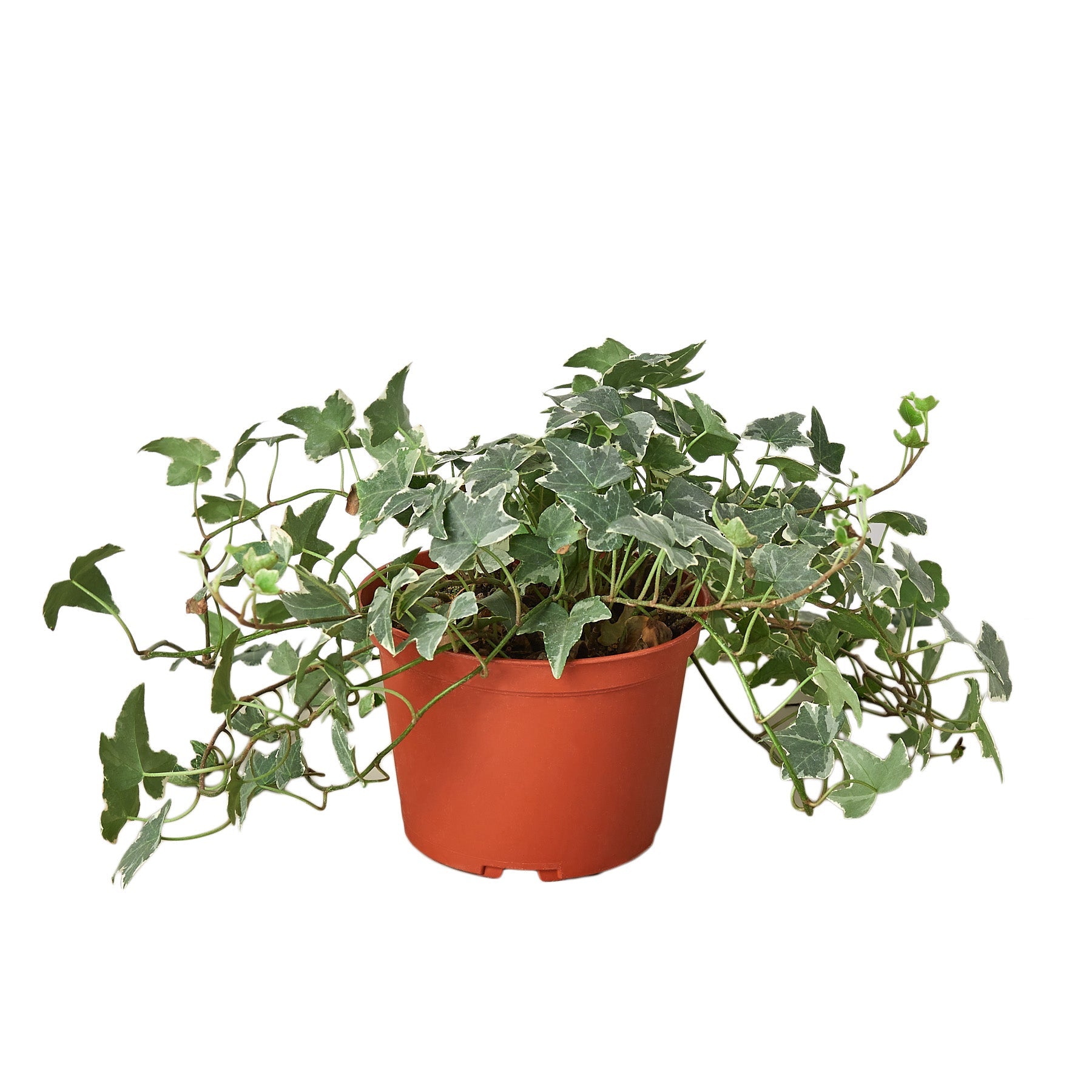 English Ivy 'Glacier' – view 8