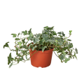 English Ivy 'Glacier'