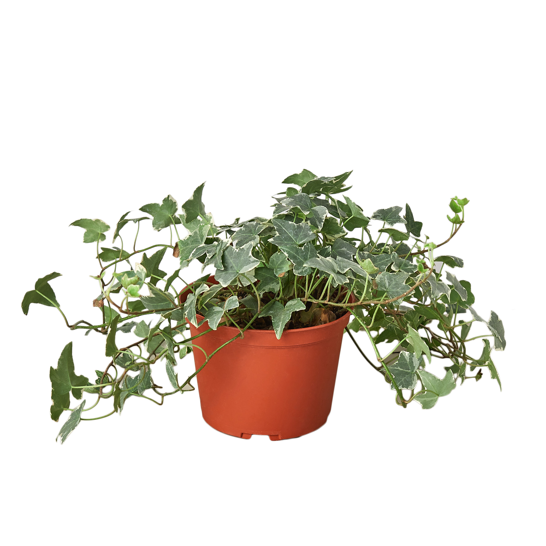 English Ivy 'Glacier'