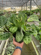 Maranta Variegated 'Beauty Kim' – view 3