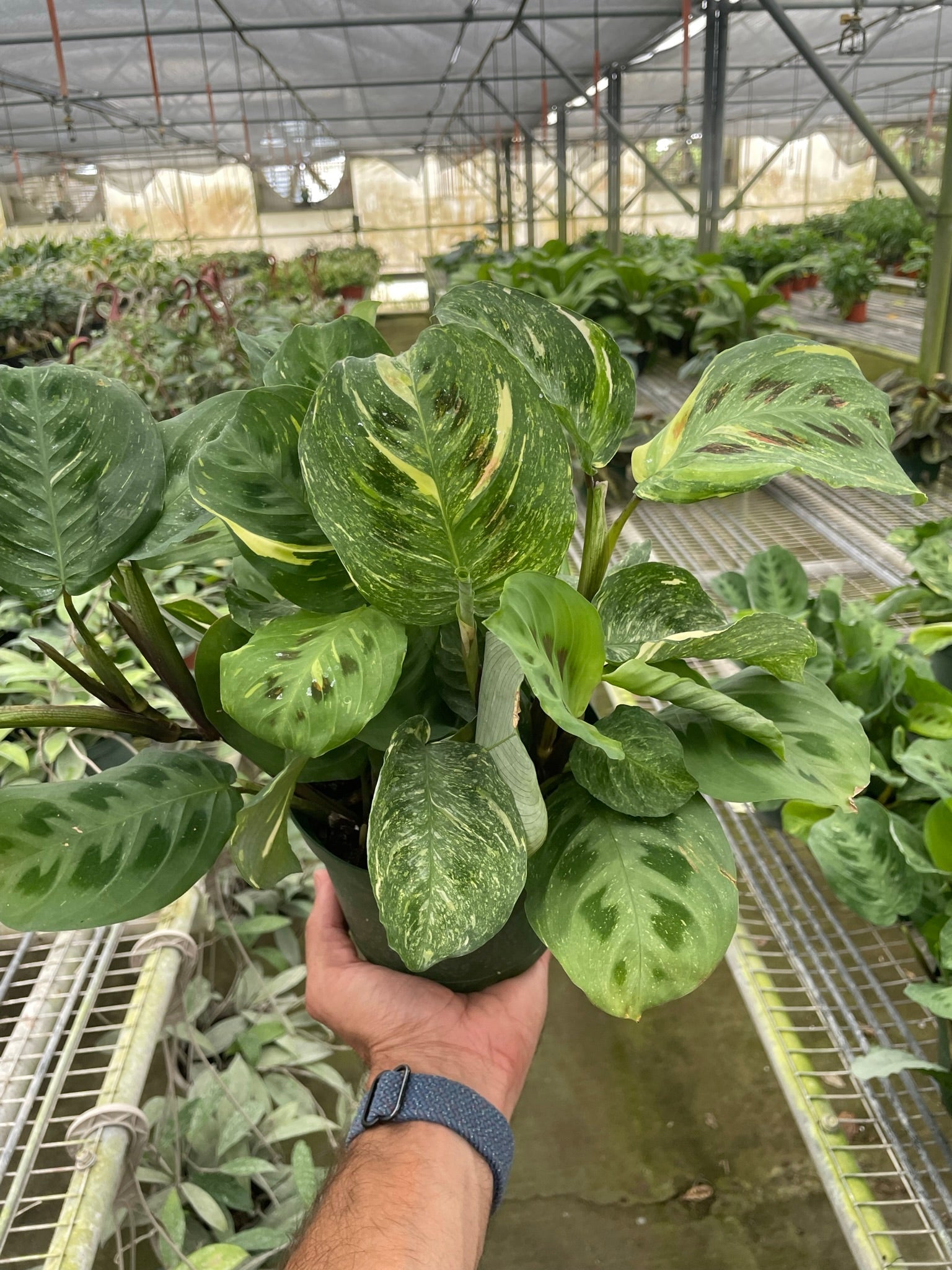 Maranta Variegated 'Beauty Kim' – view 3