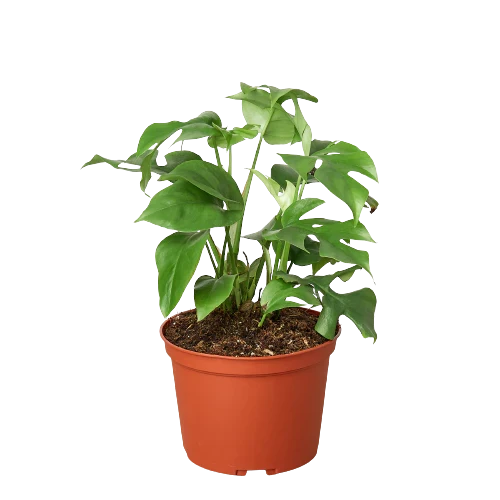 Philodendron Mini Monstera Minima – view 3