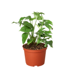 Philodendron Mini Monstera Minima – view 3