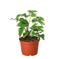 Philodendron Mini Monstera Minima Live Plant – 6" Nursery Pot