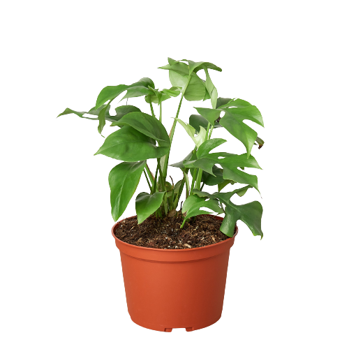 Philodendron Mini Monstera Minima Live Plant – 6" Nursery Pot