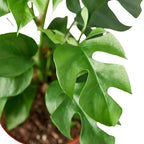 Philodendron Mini Monstera Minima – view 4