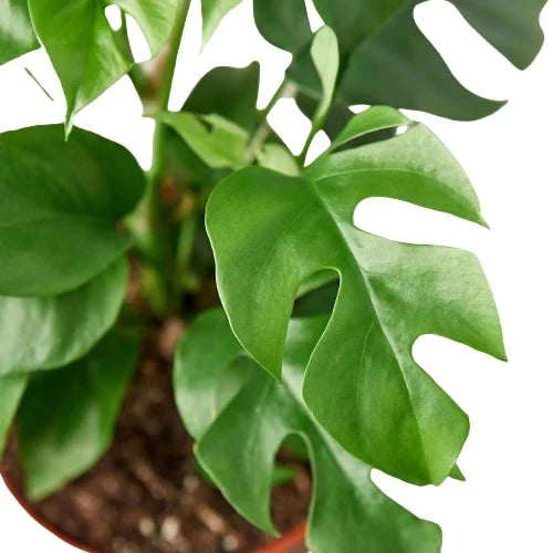Philodendron Mini Monstera Minima – view 4