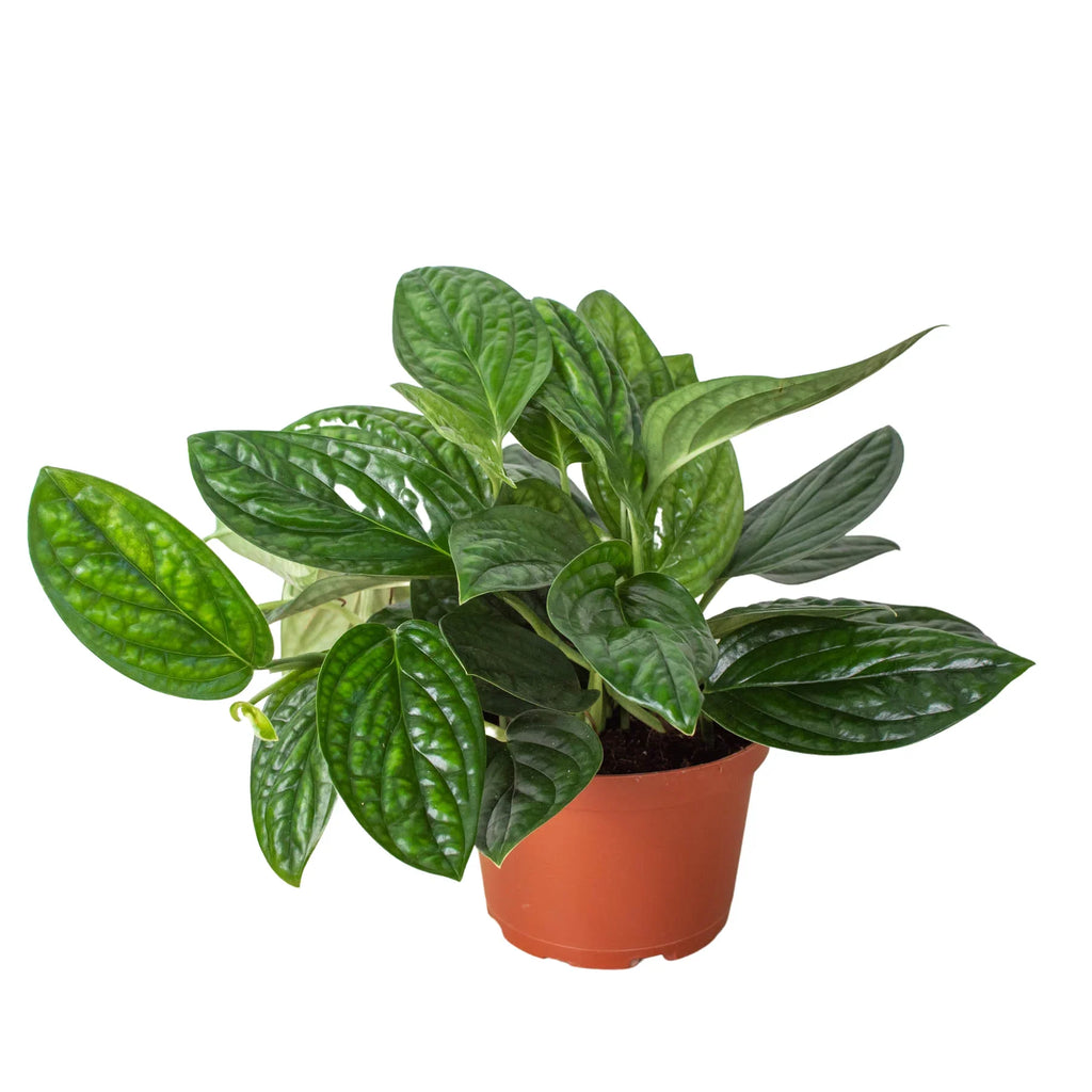 Monstera 'Peru' – view 3