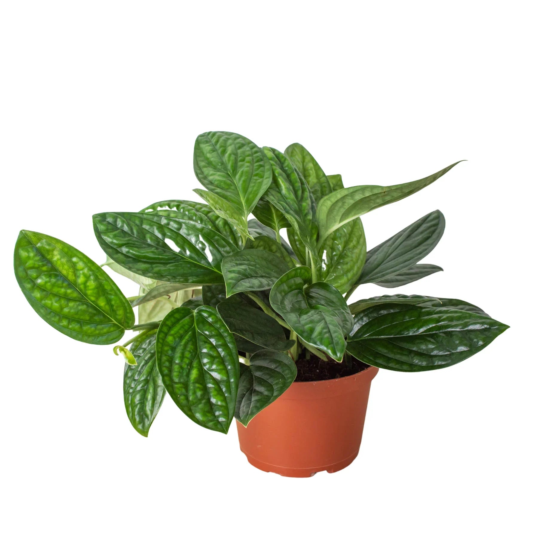 Monstera 'Peru' – view 3