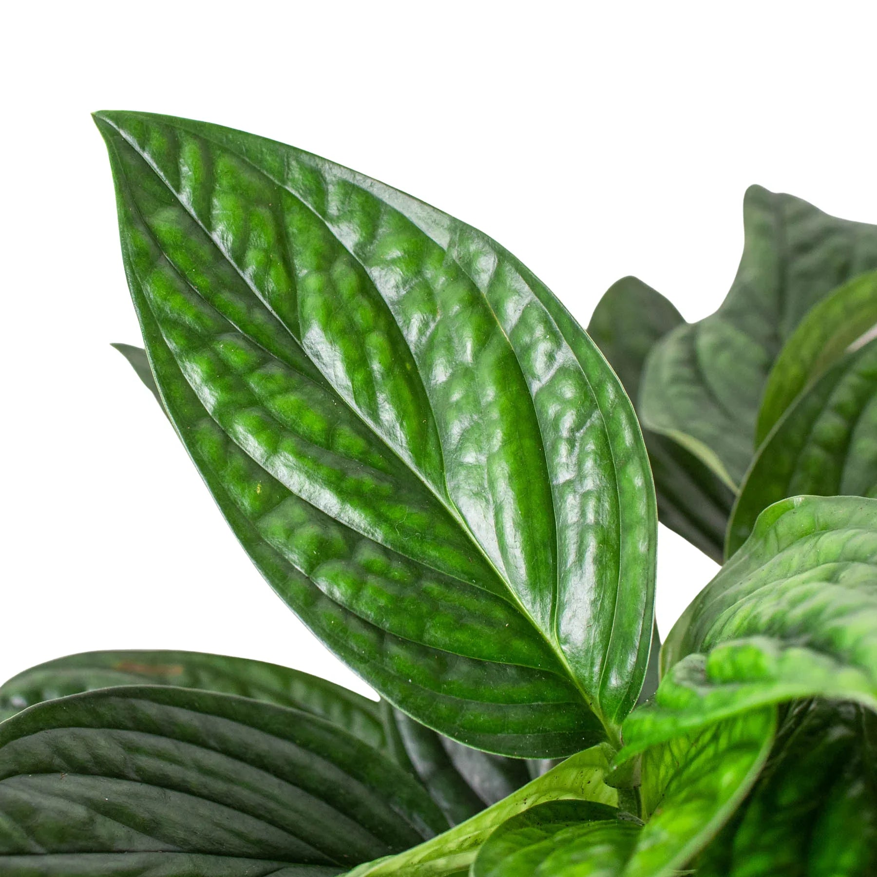 Monstera 'Peru' – view 4