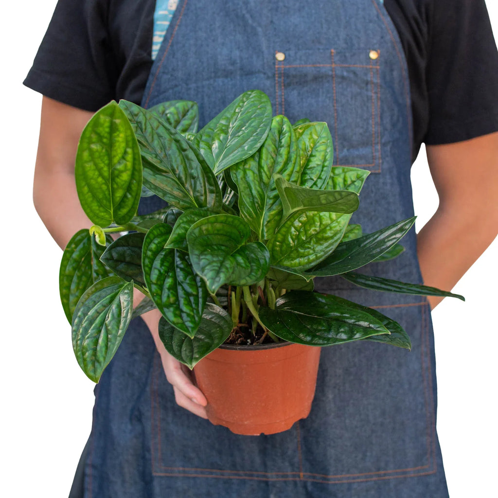 Monstera 'Peru' – view 5