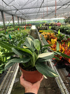Monstera 'Standeleyana Albo Variegated' – view 4