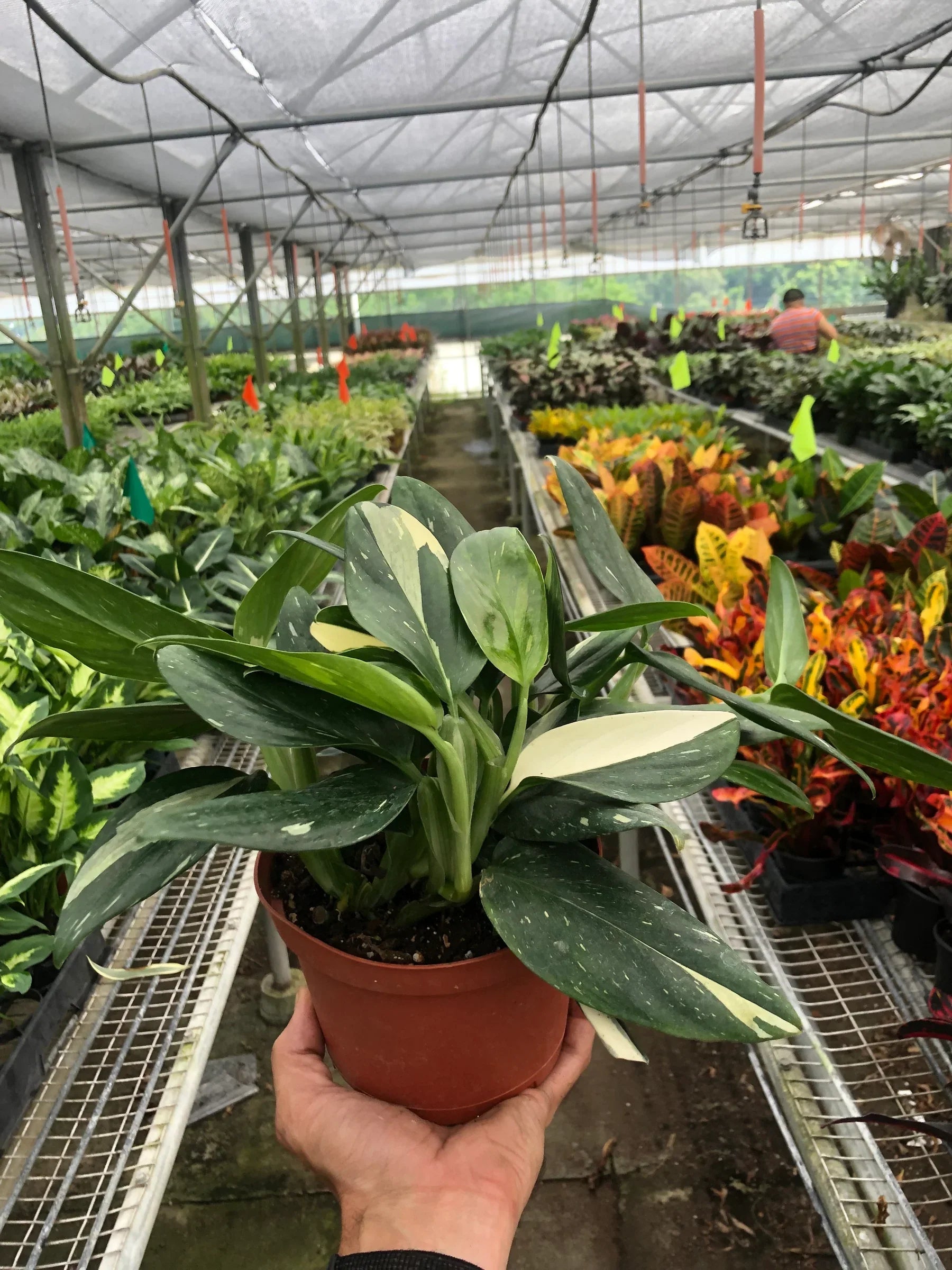 Monstera 'Standeleyana Albo Variegated' – view 4