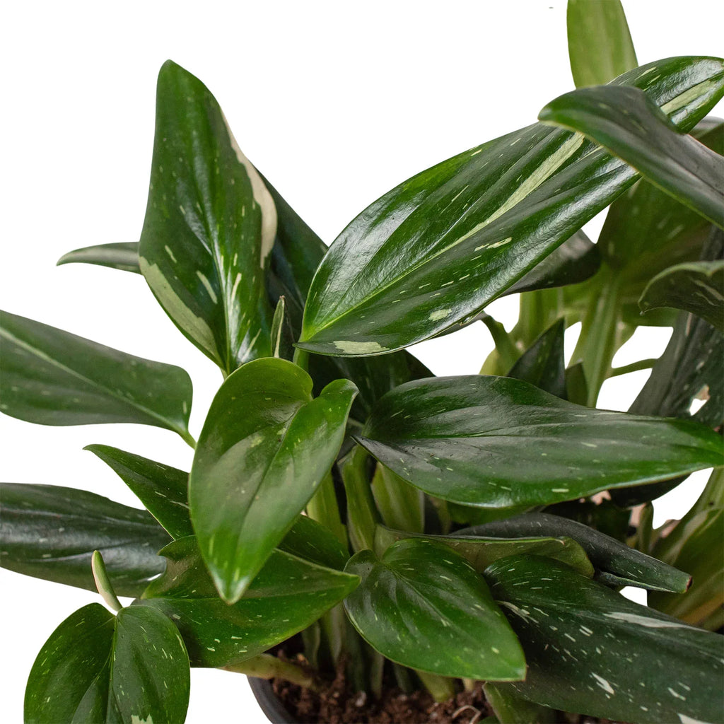 Monstera 'Standeleyana Albo Variegated' – view 2