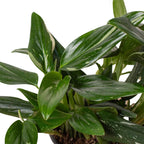 Monstera 'Standeleyana Albo Variegated' – view 2