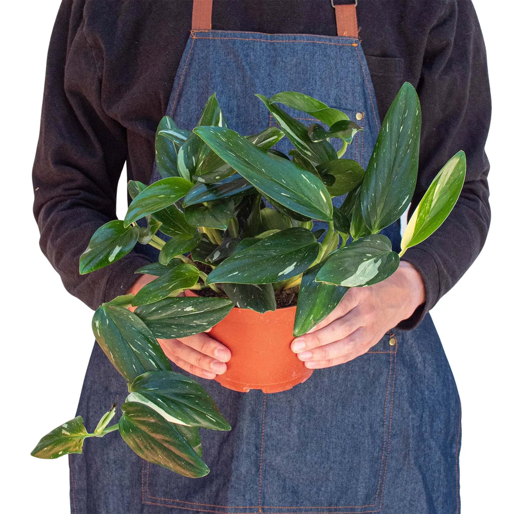 Monstera 'Standeleyana Albo Variegated' – view 3