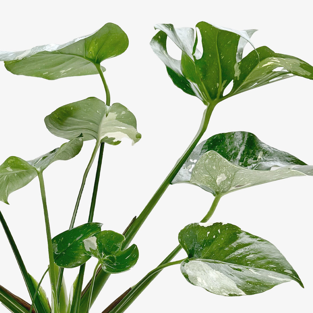 Monstera 'Thai Constellation' – view 7