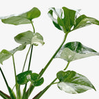 Monstera 'Thai Constellation' – view 7