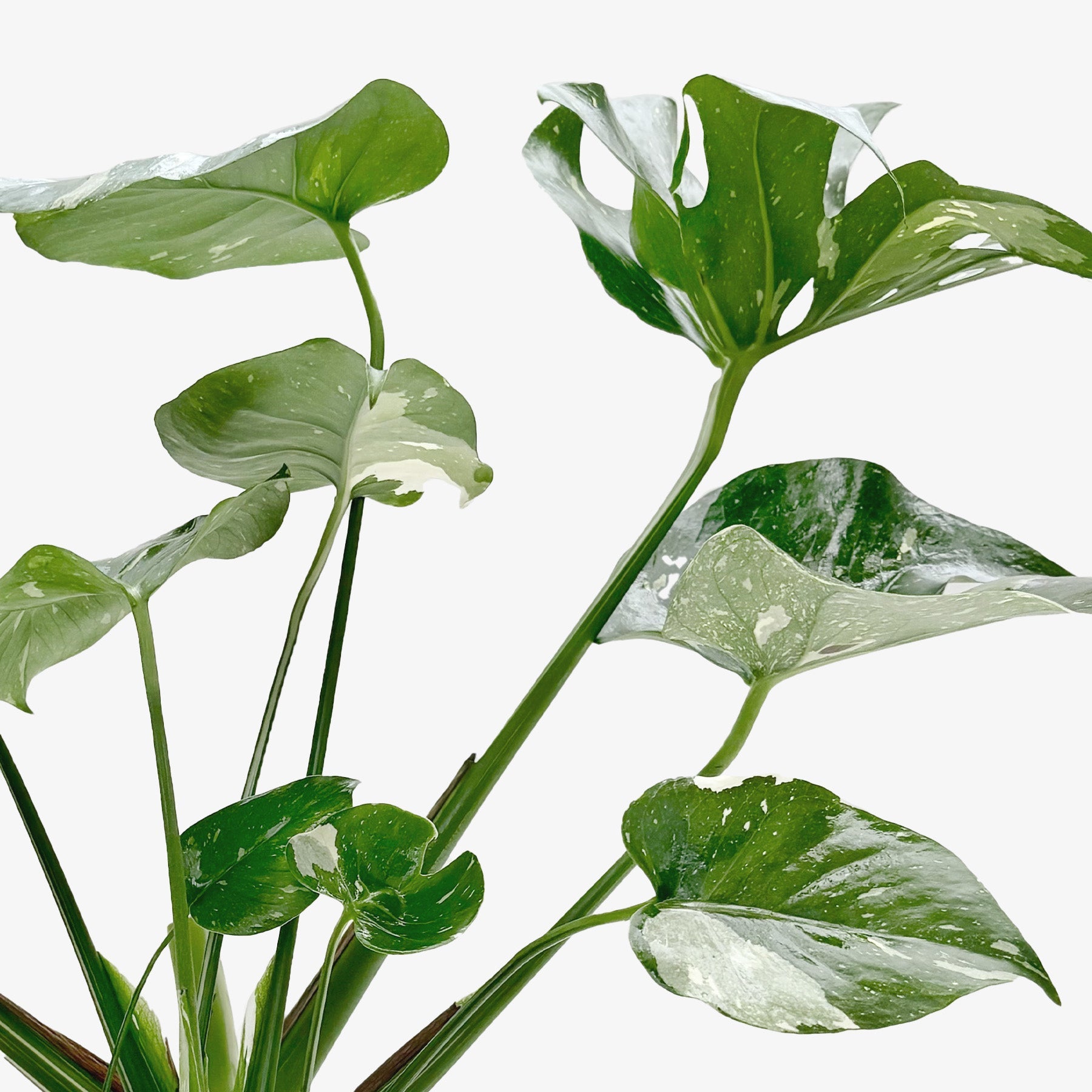 Monstera 'Thai Constellation' – view 7