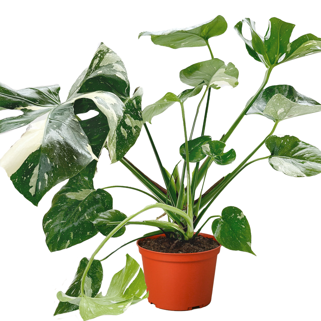 Monstera 'Thai Constellation' – view 6