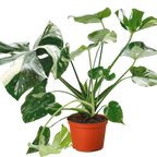 Monstera 'Thai Constellation' – view 6