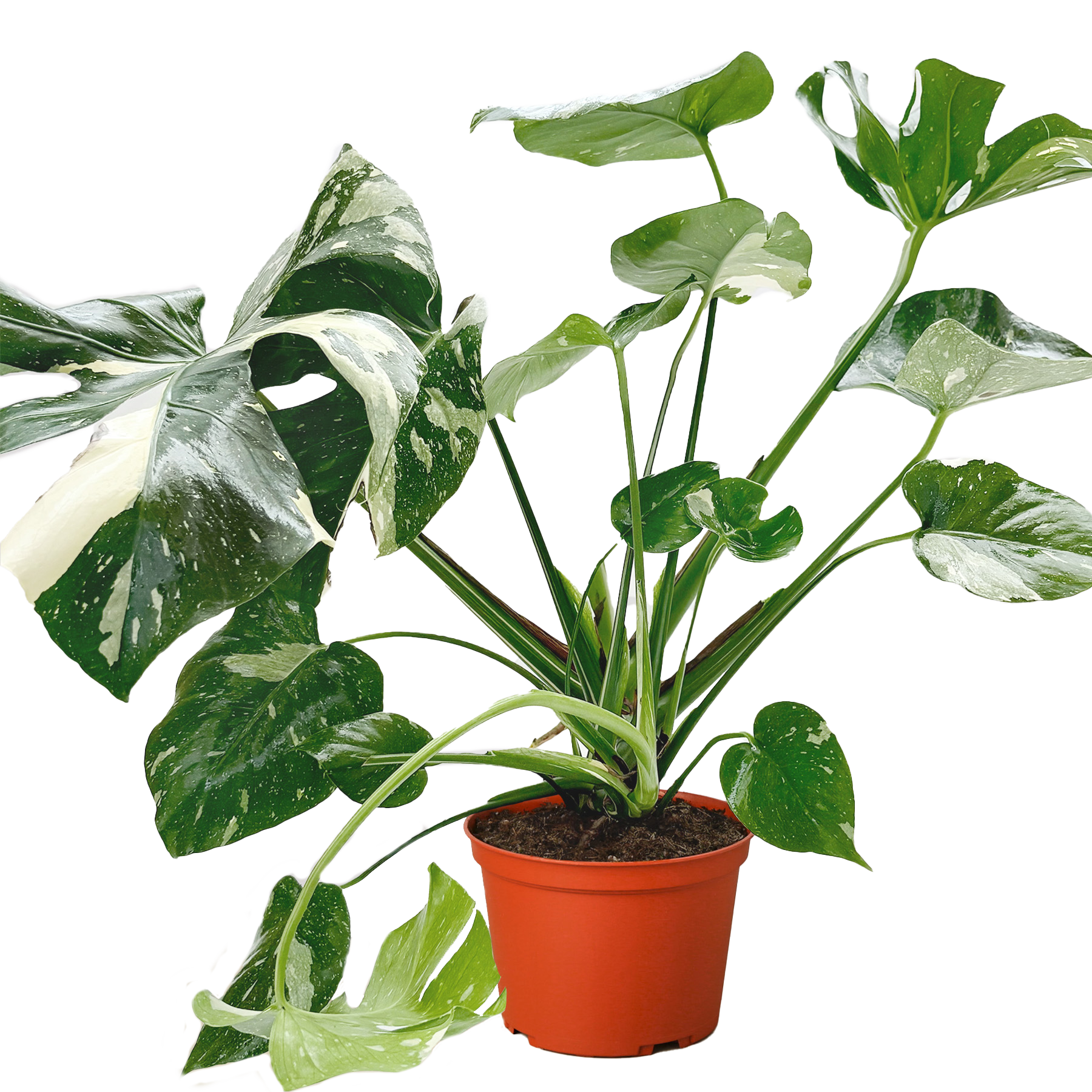Monstera 'Thai Constellation' – view 6