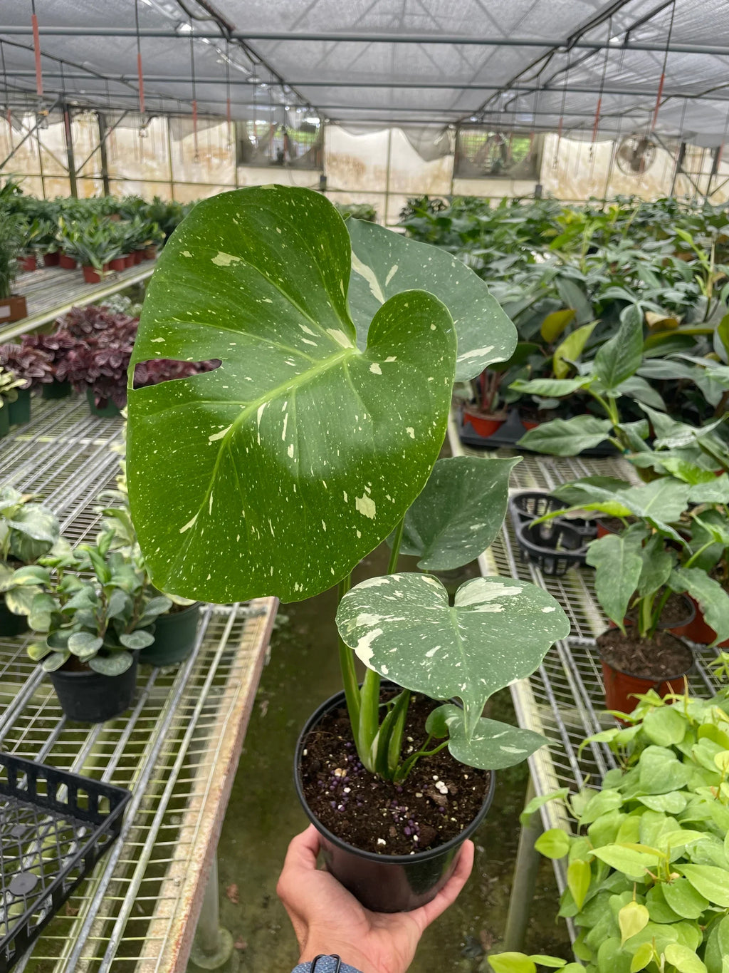 Monstera 'Thai Constellation' – view 8