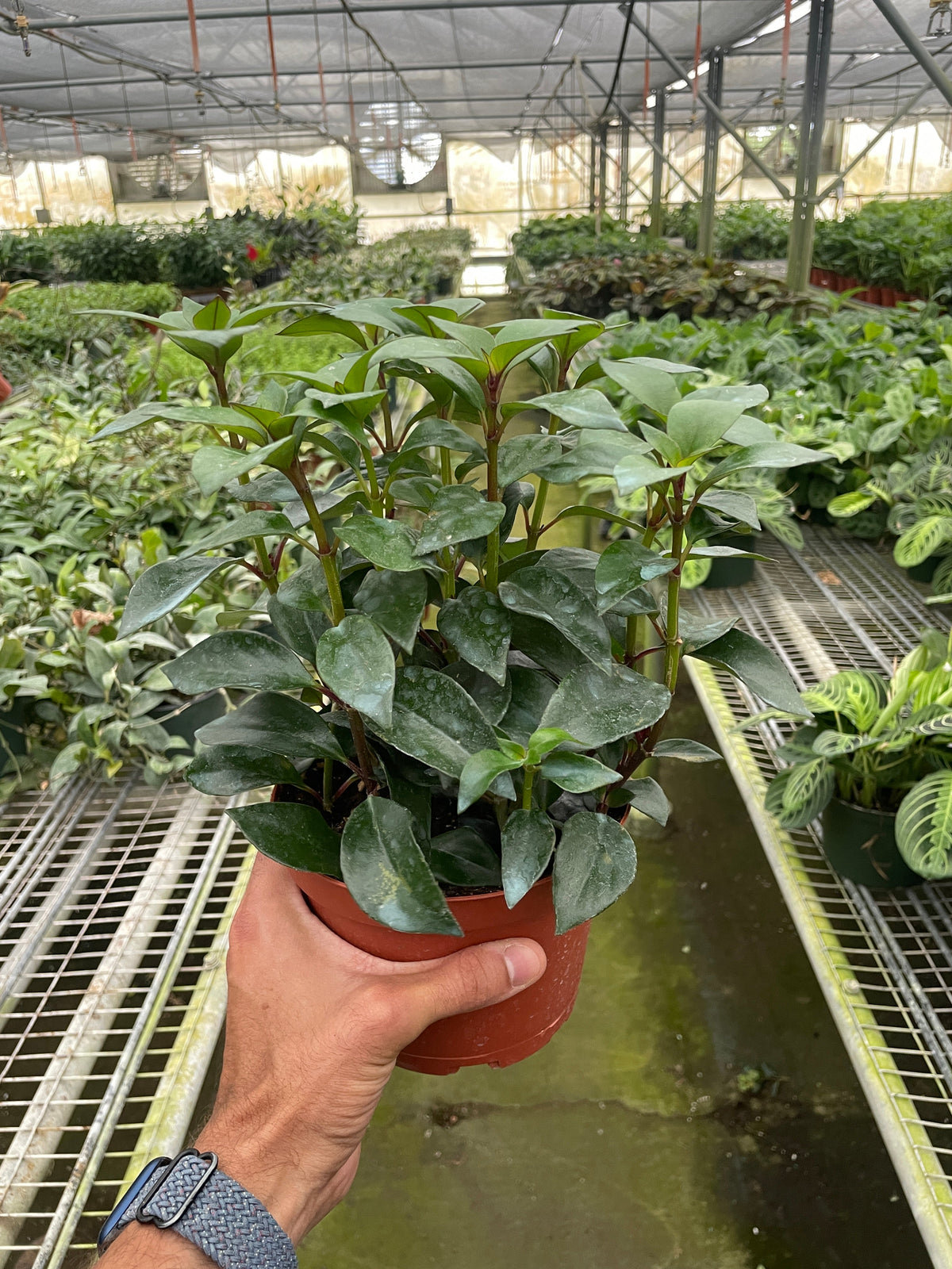 Nematanthus Black Goldfish Plant – view 7