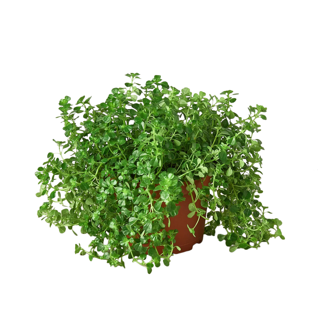 Nettle 'Baby's Tear' – view 4