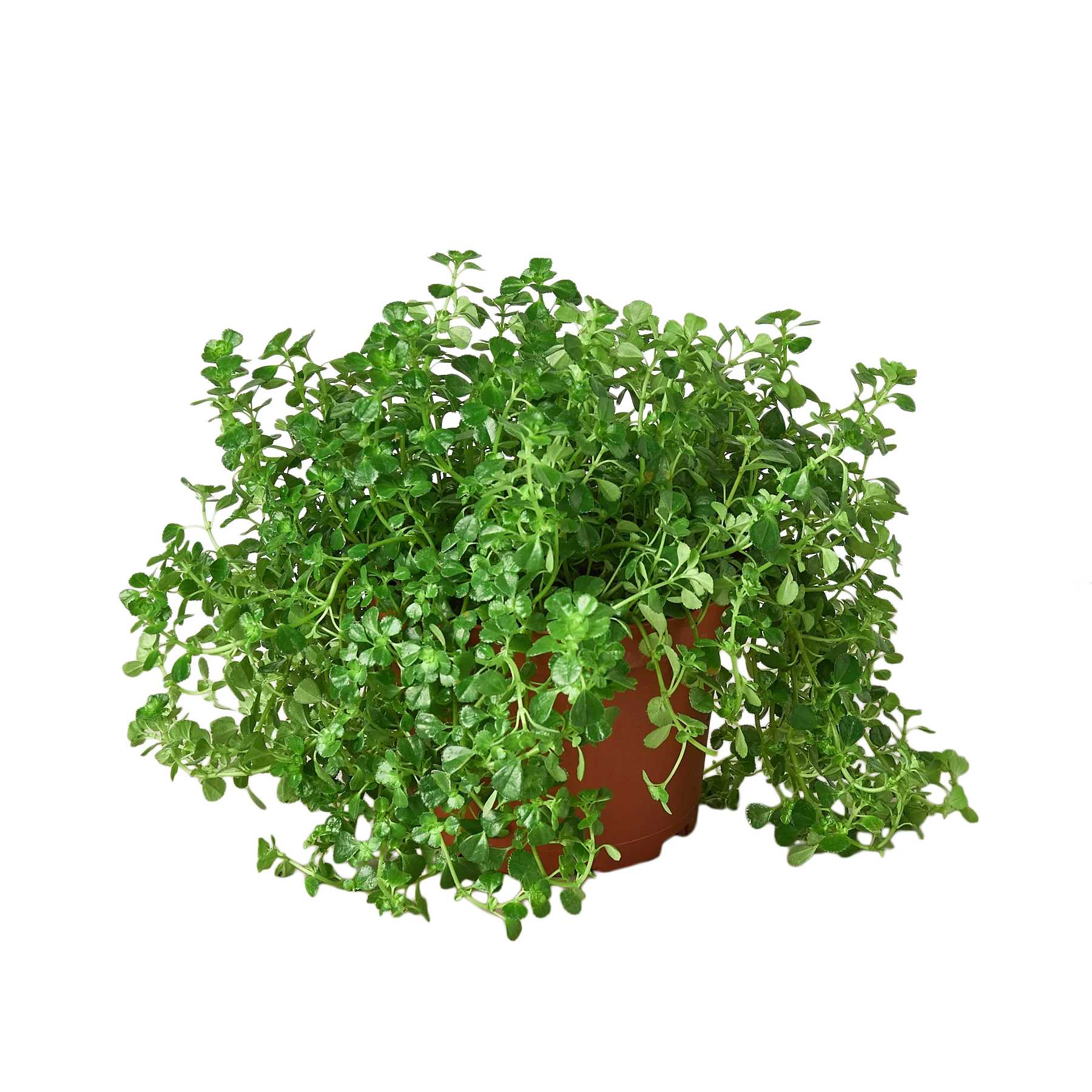 Nettle 'Baby's Tear' – view 4
