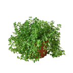 Nettle 'Baby's Tear' – view 4